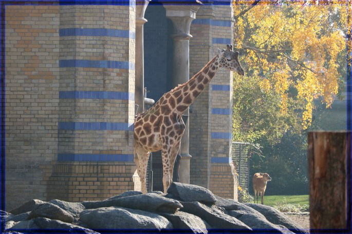 Berlin Zoo